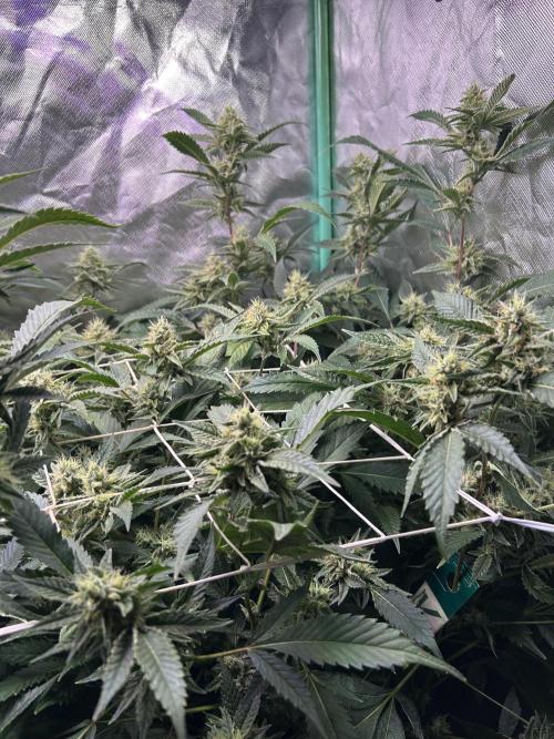 3 x Jelly Donutz klone. Week 8