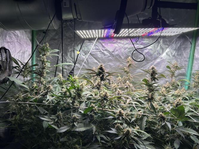 3 x Jelly Donutz klone. Week 9