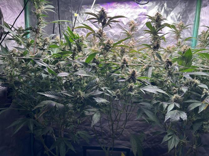 3 x Jelly Donutz klone. Week 9