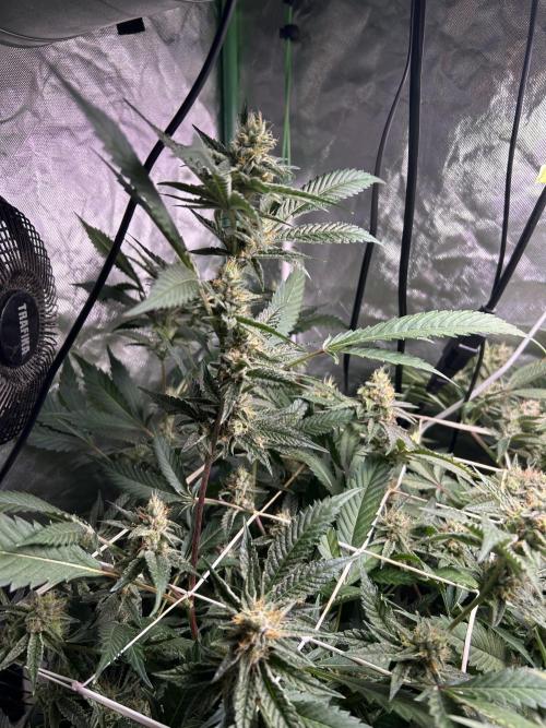 3 x Jelly Donutz klone. Week 9