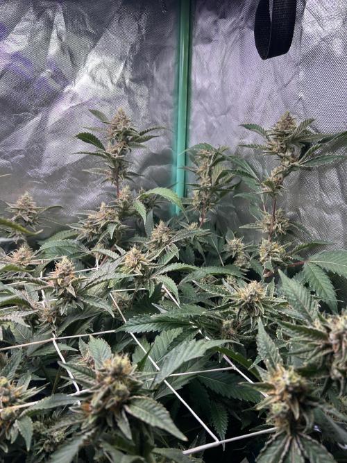 3 x Jelly Donutz klone. Week 9