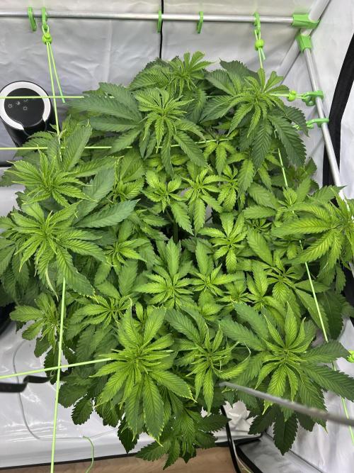 The Grow. Week 5 - Buzz