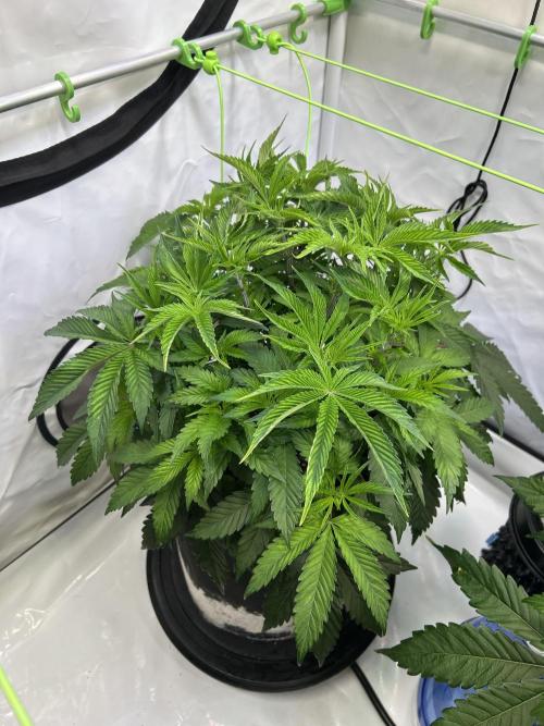 The Grow. Week 5 - Boof