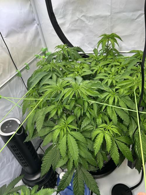 The Grow. Week 5 - Buzz