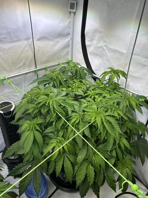 The Grow. Week 5 - Buzz