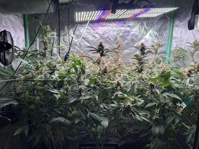 3 x Jelly Donutz klone. Week 10