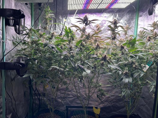 3 x Jelly Donutz klone. Week 10