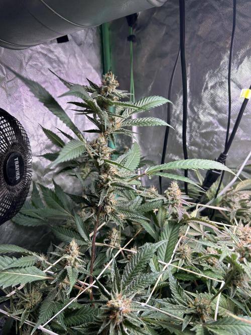 3 x Jelly Donutz klone. Week 10