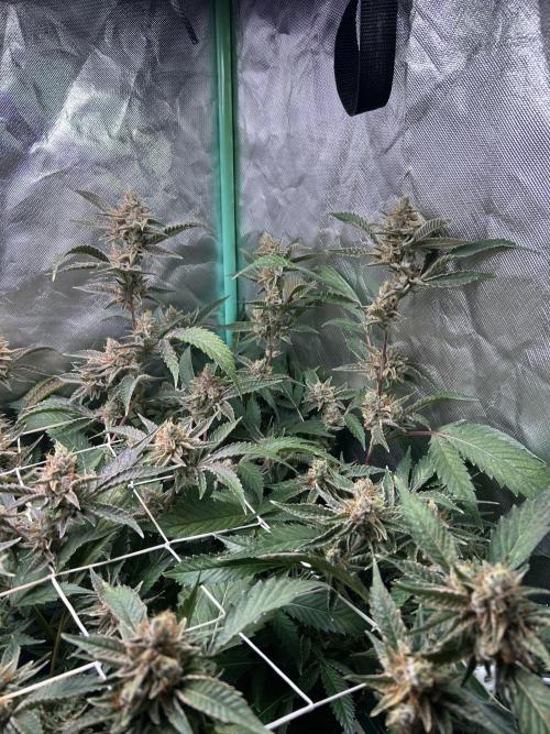 3 x Jelly Donutz klone. Week 10