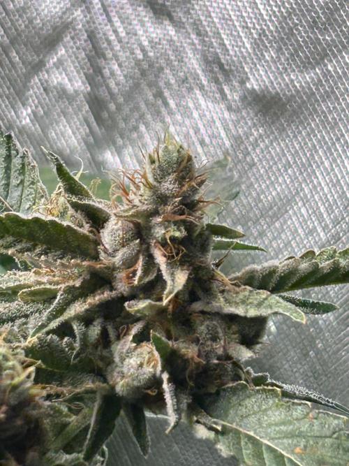 3 x Jelly Donutz klone. Week 10