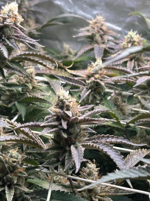 3 x Jelly Donutz klone. Week 10