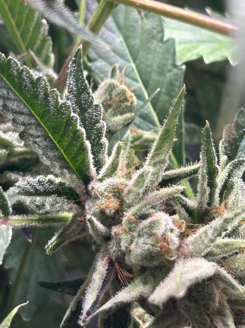 3 x Jelly Donutz klone. Week 10