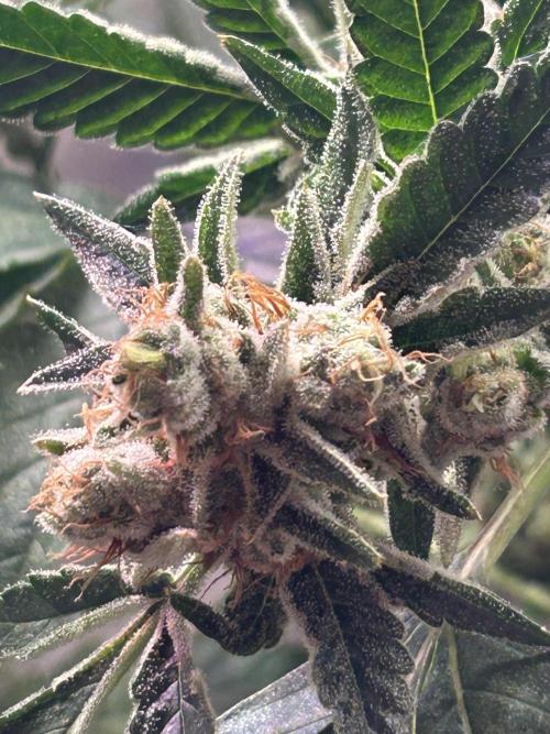 3 x Jelly Donutz klone. Week 10