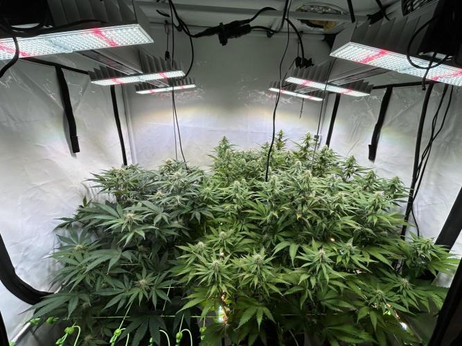 The Grow. Week 9 - Grober Überblick 
