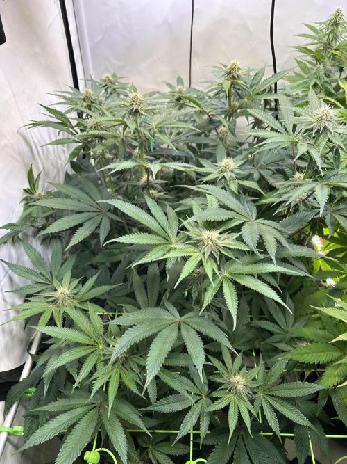 The Grow. Week 9 - Super Boof