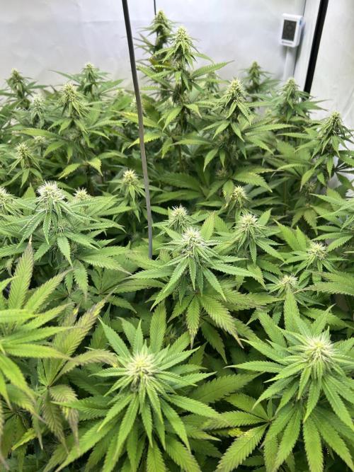 The Grow. Week 9 - Epic Buzz