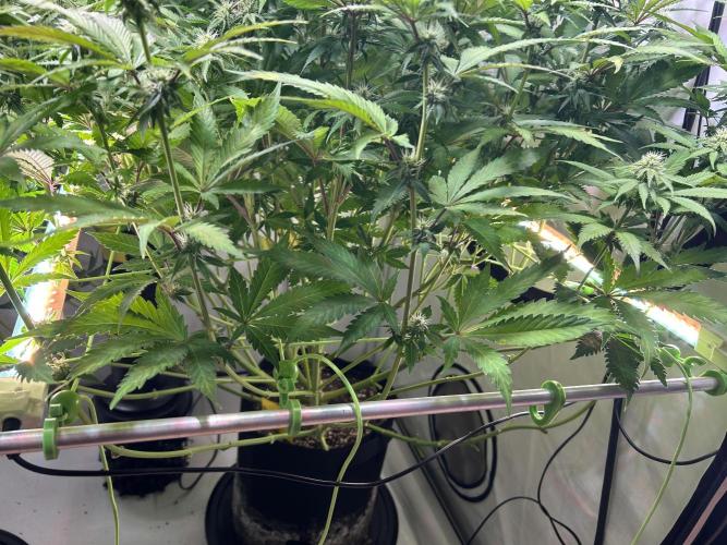 The Grow. Week 9 - Zusatz leuchten 