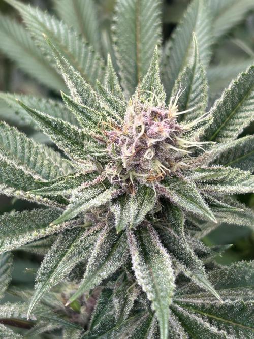 The Grow. Week 11 - Super Boof