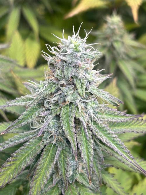 The Grow. Week 11 - Epic Buzz