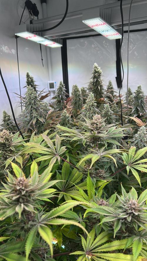 The Grow. Week 13