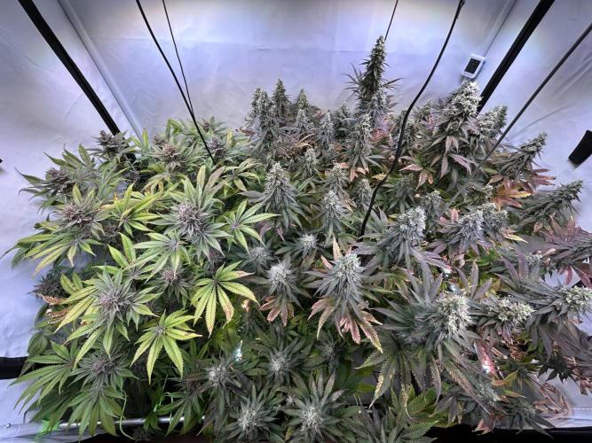 The Grow. Week 13