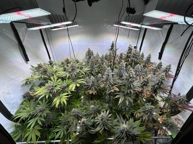 The Grow. Week 13
