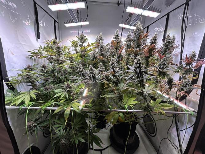 The Grow. Week 13