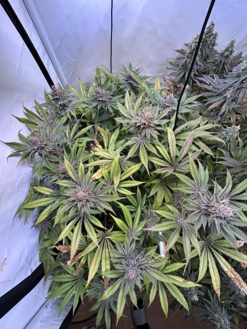 The Grow. Week 13 - Super boof