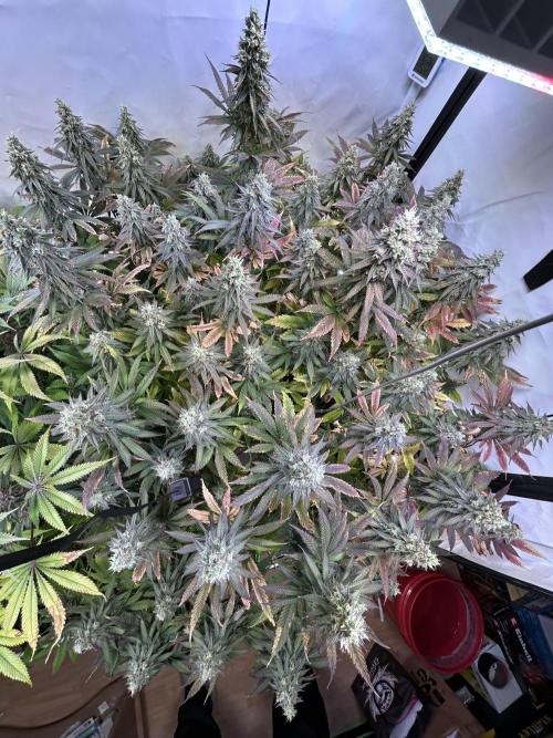 The Grow. Week 13 - Epic buzz