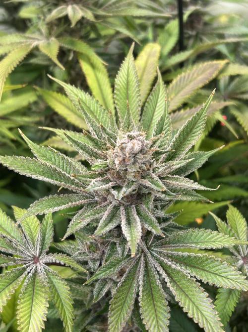 The Grow. Week 13 - Super boof