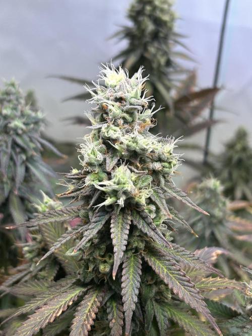 The Grow. Week 13 - Epic buzz