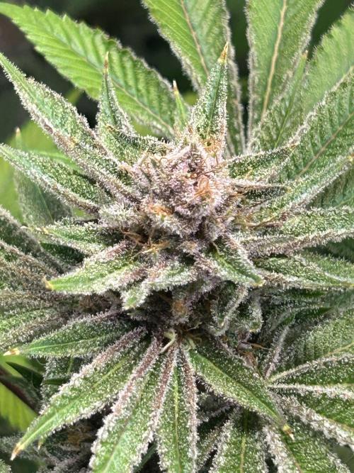 The Grow. Week 13 - Boof
