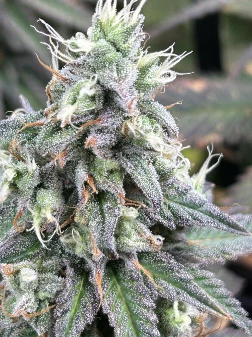 The Grow. Week 13 - Buzz