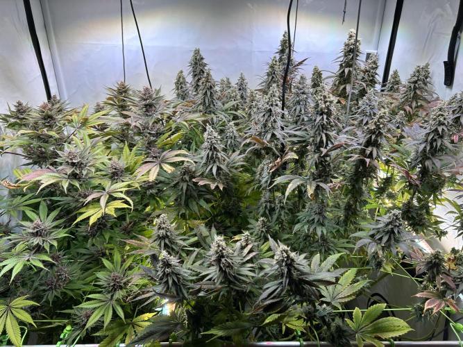 The Grow. Week 14