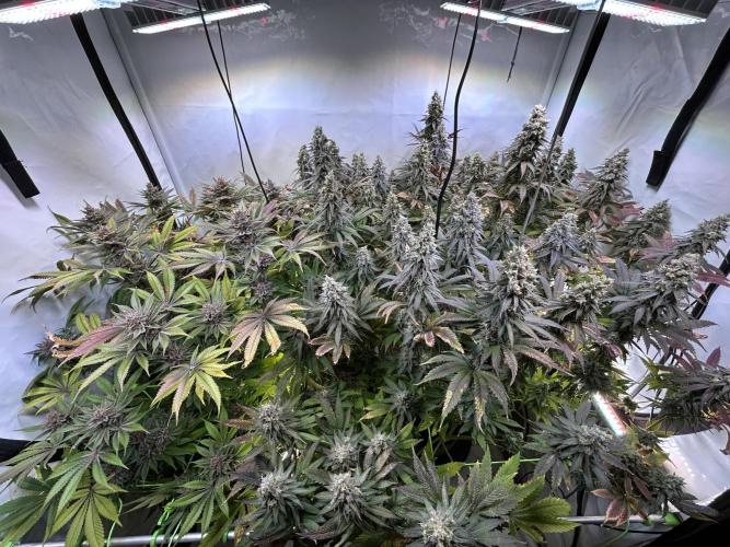 The Grow. Week 14