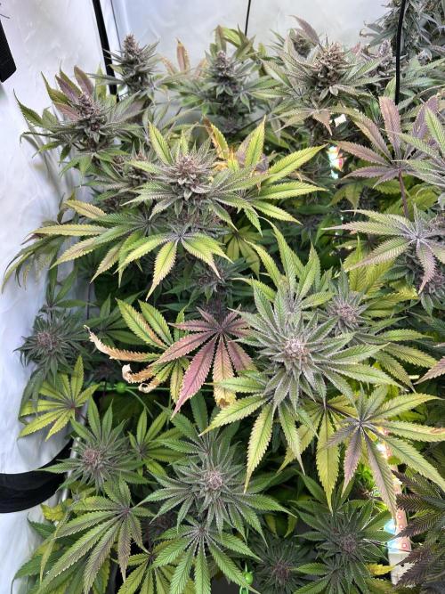The Grow. Week 14