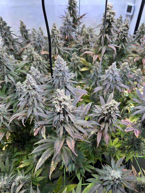 The Grow. Week 14