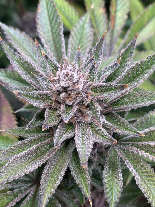 The Grow. Week 14