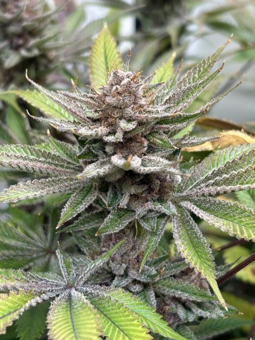 The Grow. Week 14