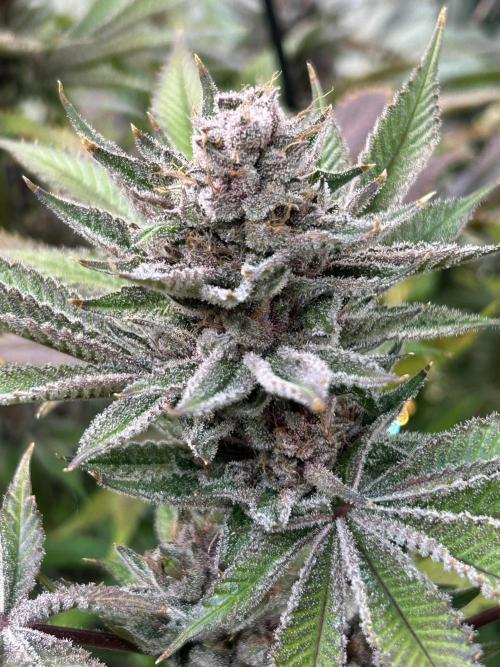 The Grow. Week 14