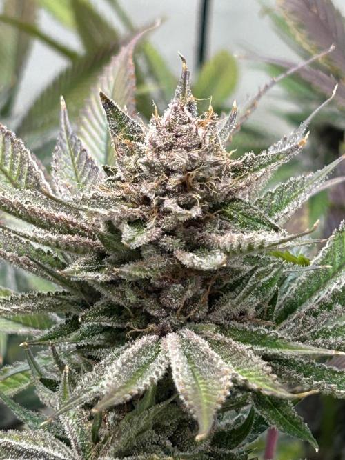 The Grow. Week 14