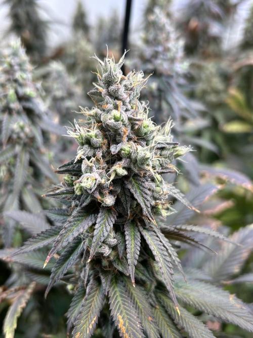 The Grow. Week 14