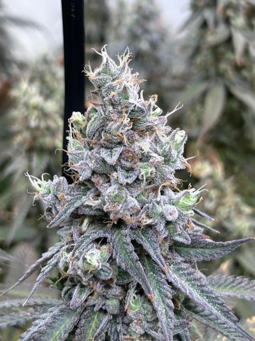 The Grow. Week 14