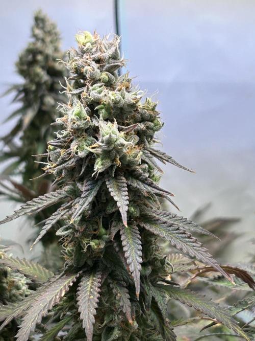 The Grow. Week 14
