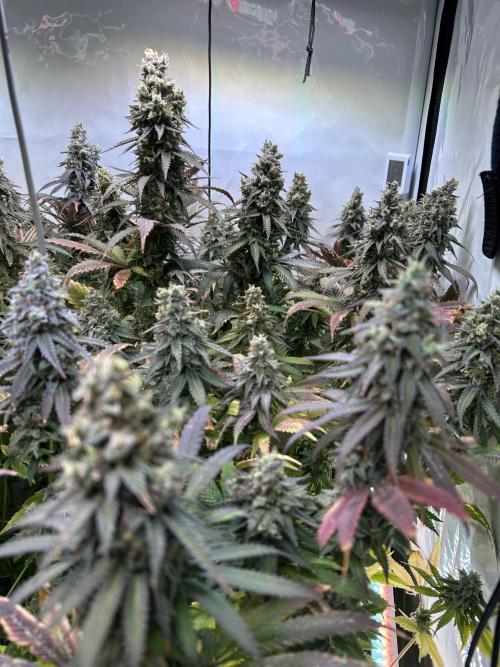 The Grow. Week 14