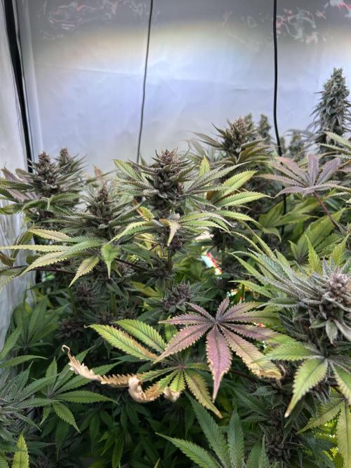 The Grow. Week 14