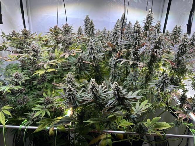 The Grow. Week 14