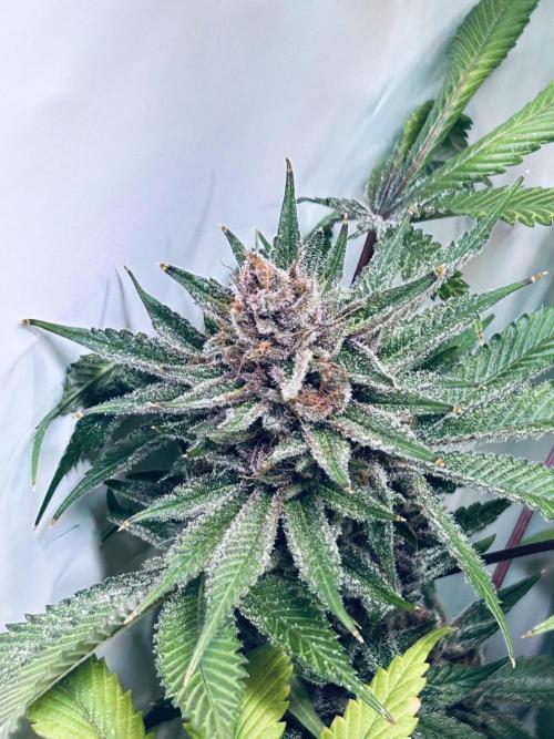 The Grow. Week 14