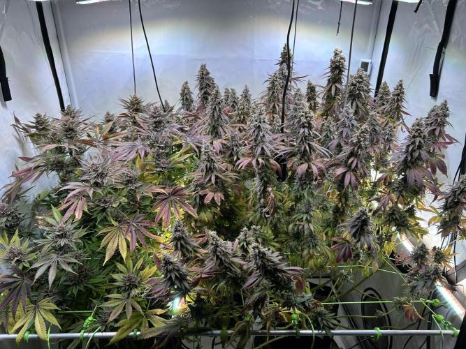 The Grow. Week 15