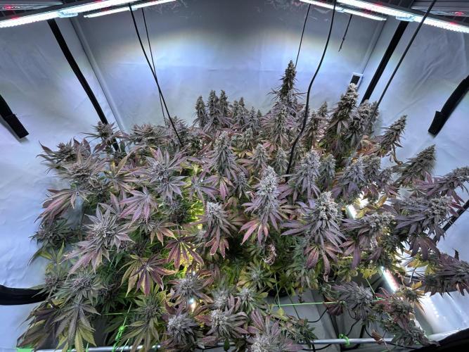 The Grow. Week 15